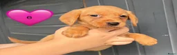 Cockerdor dogs for sale: DNA health tested golden Cockerdor pups - Advert 7