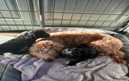 Toy Poodle dogs for sale: Quality pups from health tested parent's  - Image 4