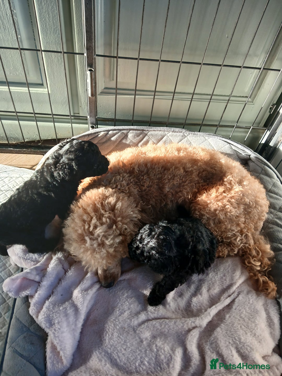 Toy Poodle dogs for sale: Quality pups from health tested parent's  - Image 4