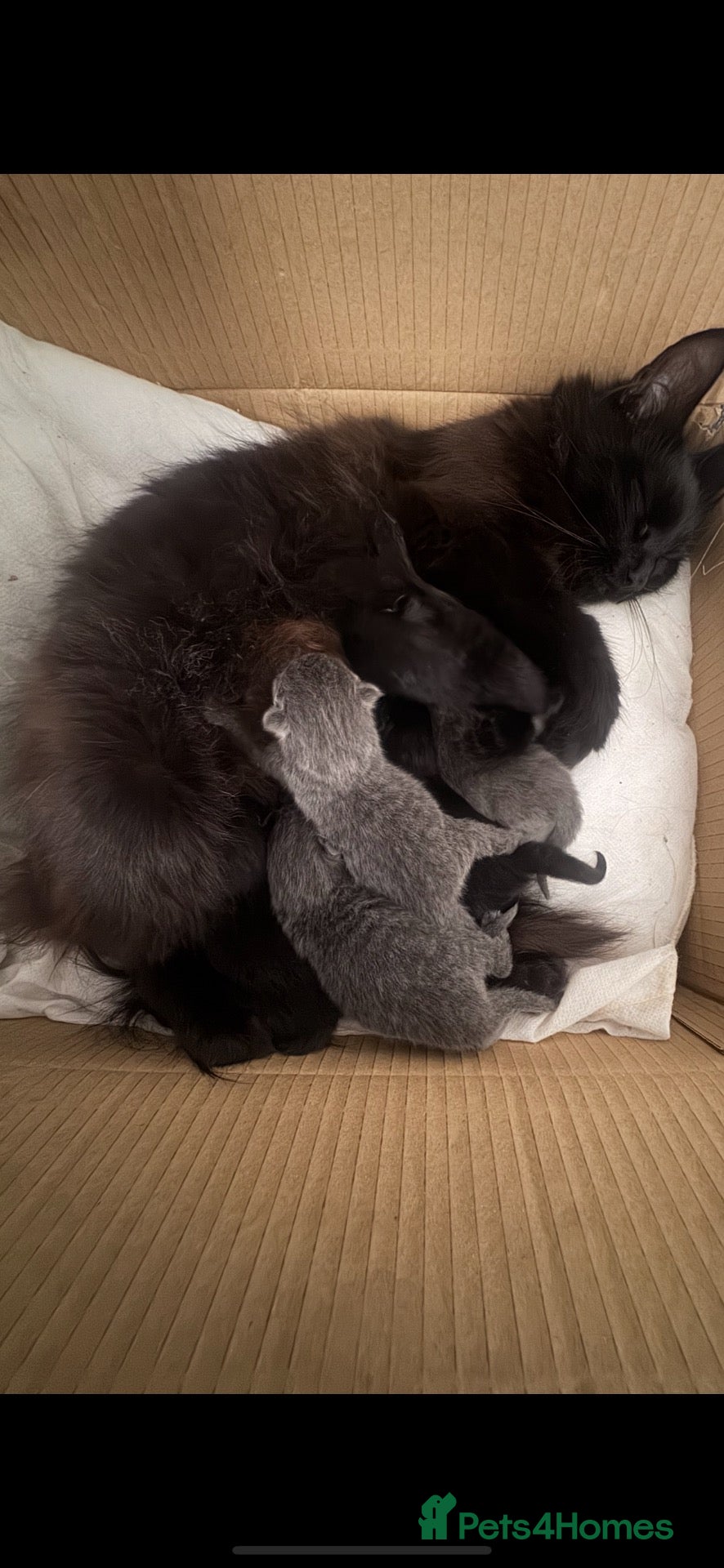 Ragdoll cats Kittens  - Advert 2