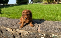 Miniature Poodle dogs for sale: Dark Red Miniature Poodle puppies (Boys only). - Image 3