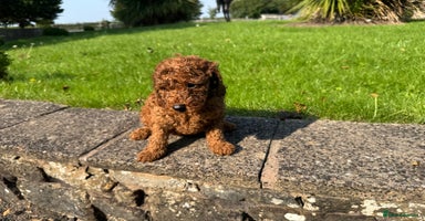 Miniature Poodle dogs - Advert 15