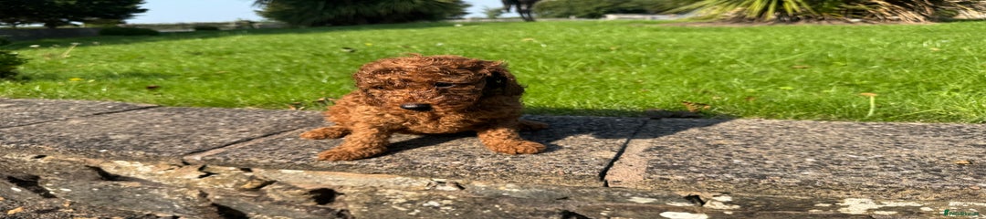Miniature Poodle Puppy 3