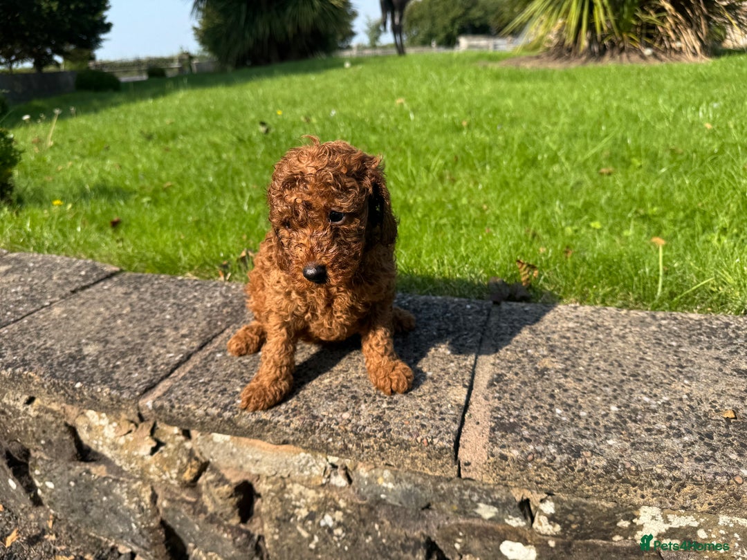 Miniature Poodle dogs for sale: Dark Red Miniature Poodle puppies (Boys only). - Image 3