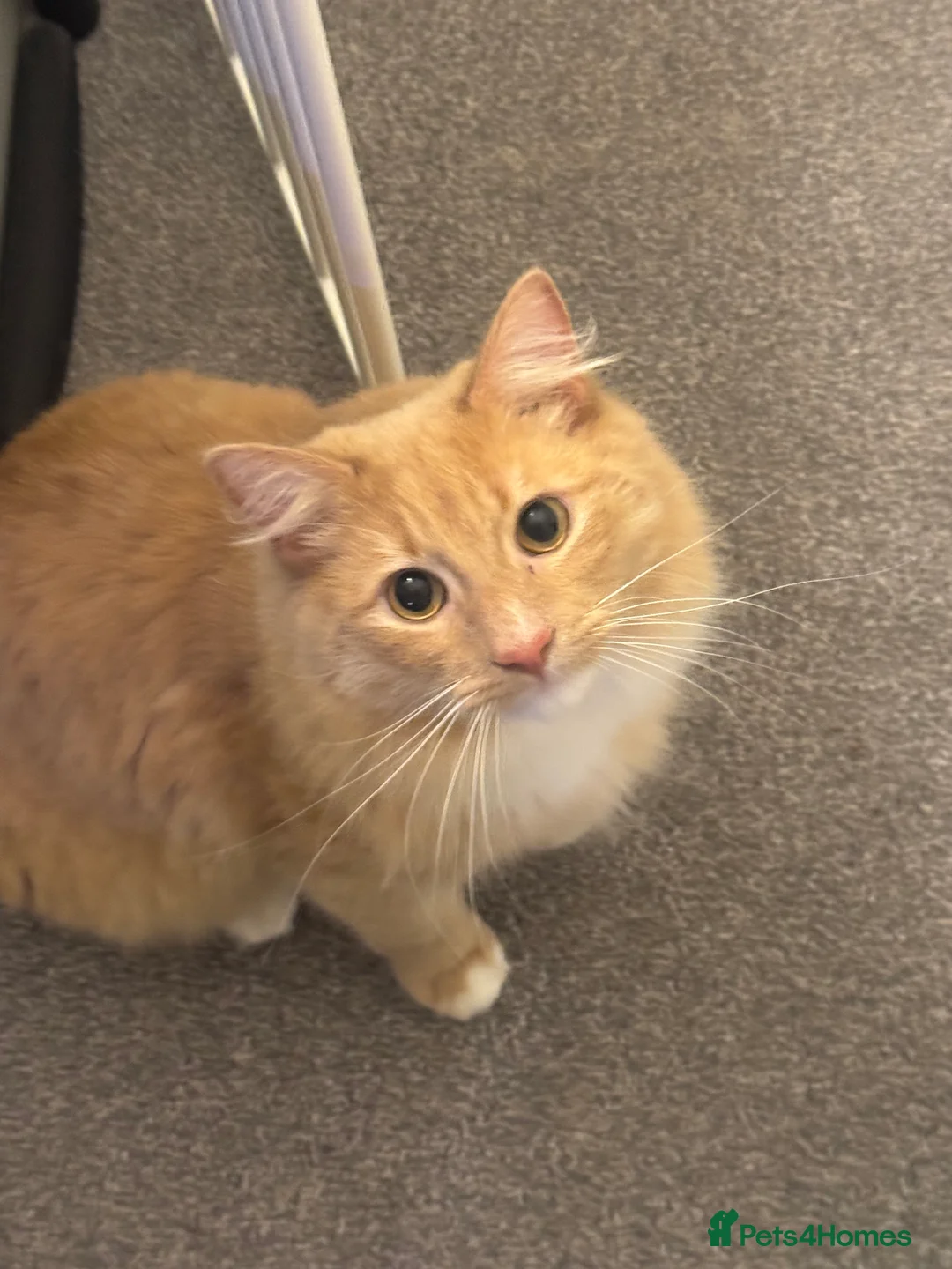 Maine Coon cats for sale: Ginger Maine coon  - Advert 2