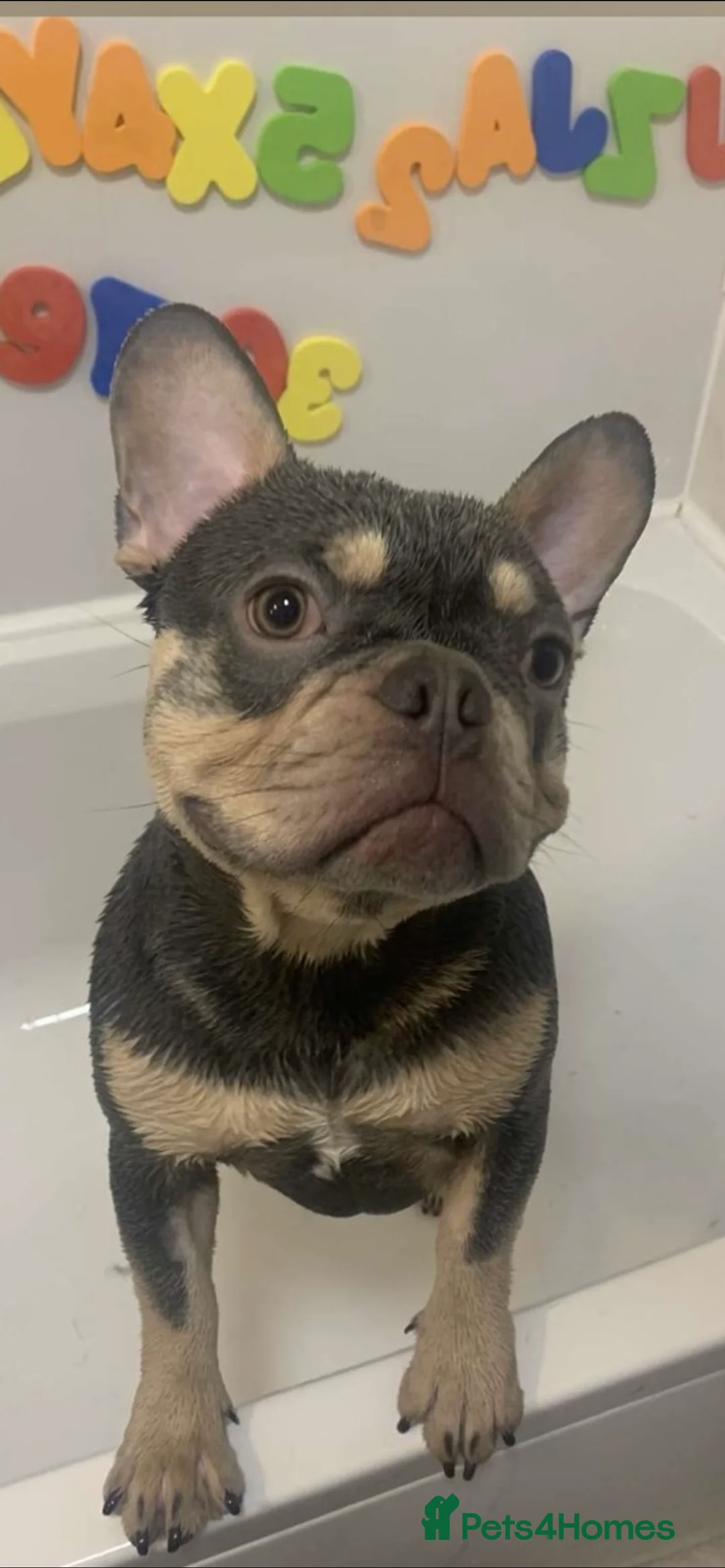French Bulldog dogs for sale: Loving Male French Bulldog - Advert 3