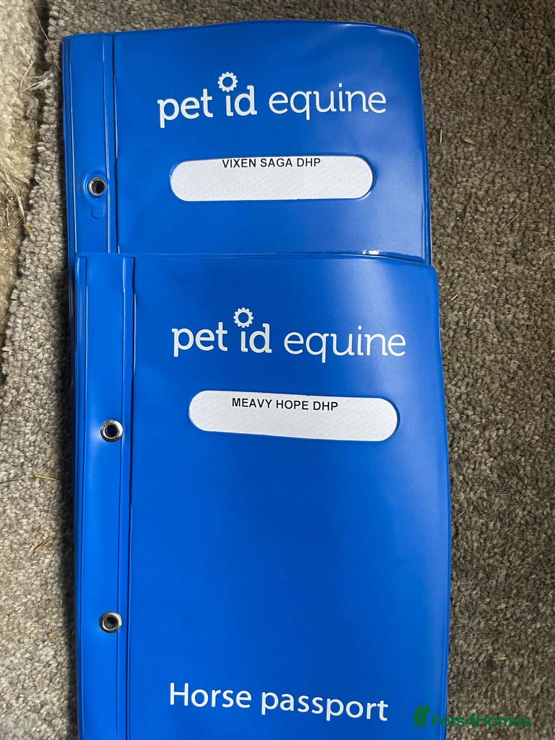 Gotland pony horses for sale: Dartmoor Hill pony  - Advert 15