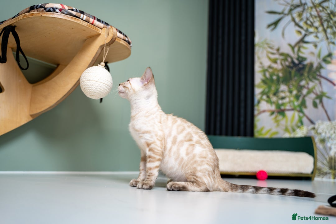 Bengal cats for sale: SNOW LYNX PURE BENGAL BOY-Frankie-Top Personality - Advert 10