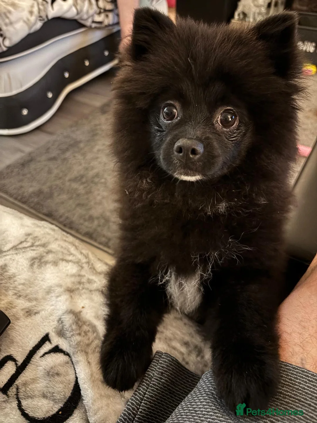 Pomeranian dogs for sale: Pomeranian female  in Workington - Advert 2