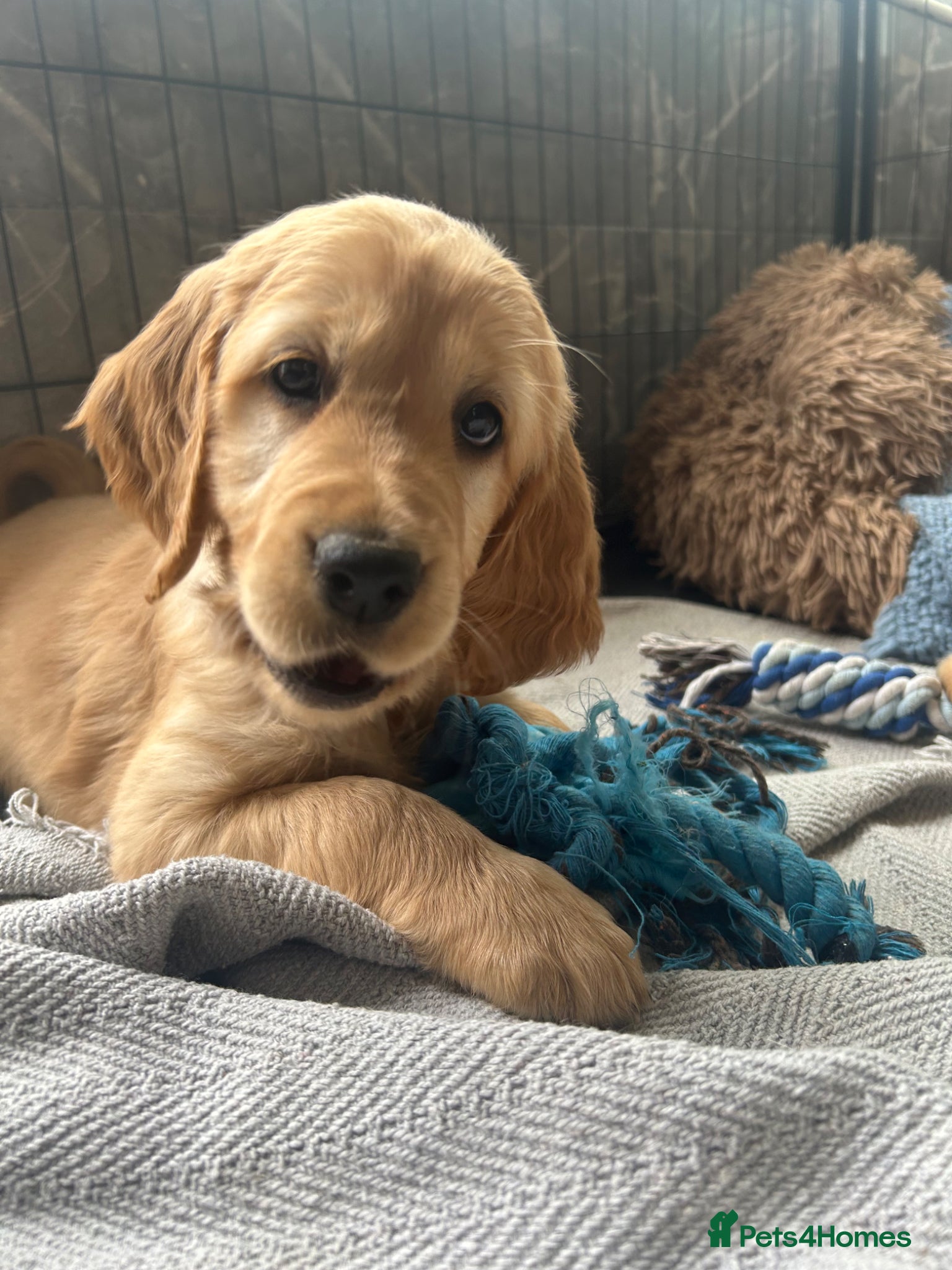 Mixed Breed dogs  ☘️ Golden Irish puppies available  ☘️ - Advert 2