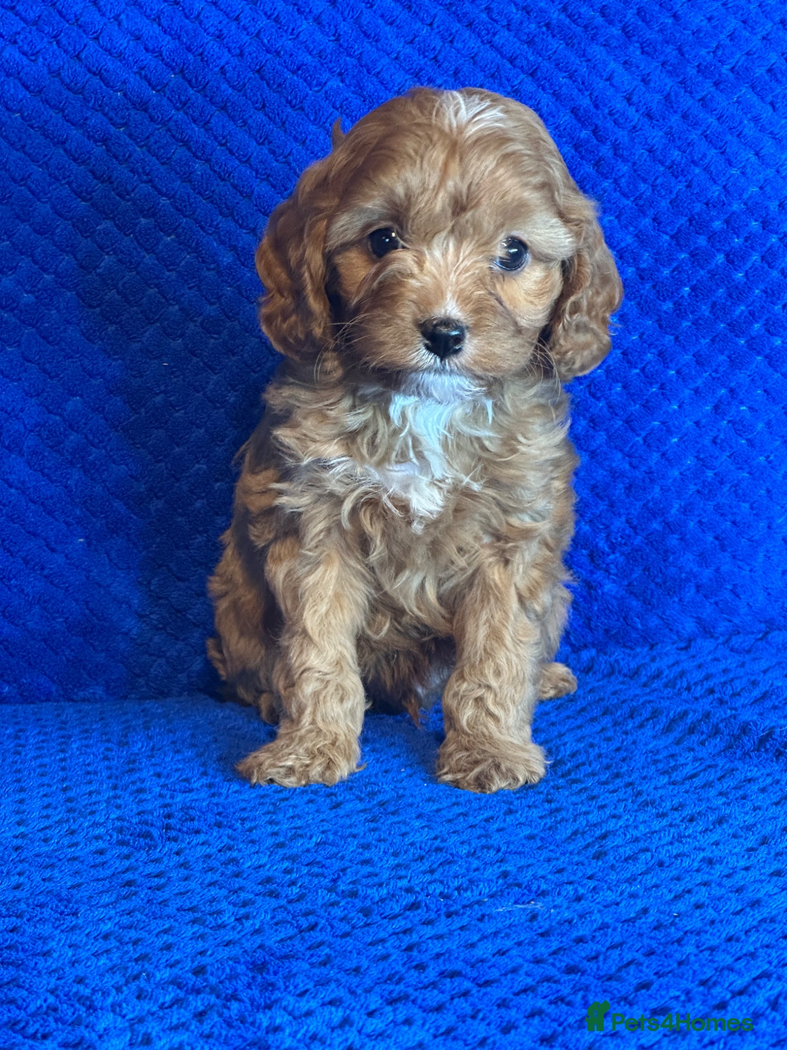 Cavapoo dogs Stunning Cavapoo Puppies - DNA tested parents - Advert 1