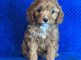 Cavapoo dogs for sale: Stunning Cavapoo Puppies - DNA tested parents - Advert 1