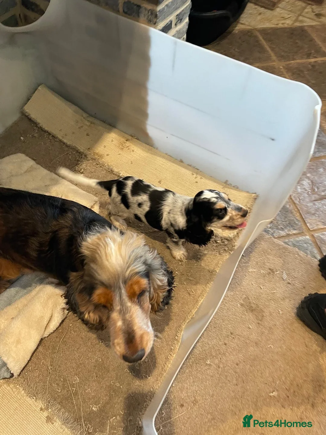 Cocker Spaniel dogs for sale:  Show Cocker Spaniel looking for a forever home in Norwich - Advert 8