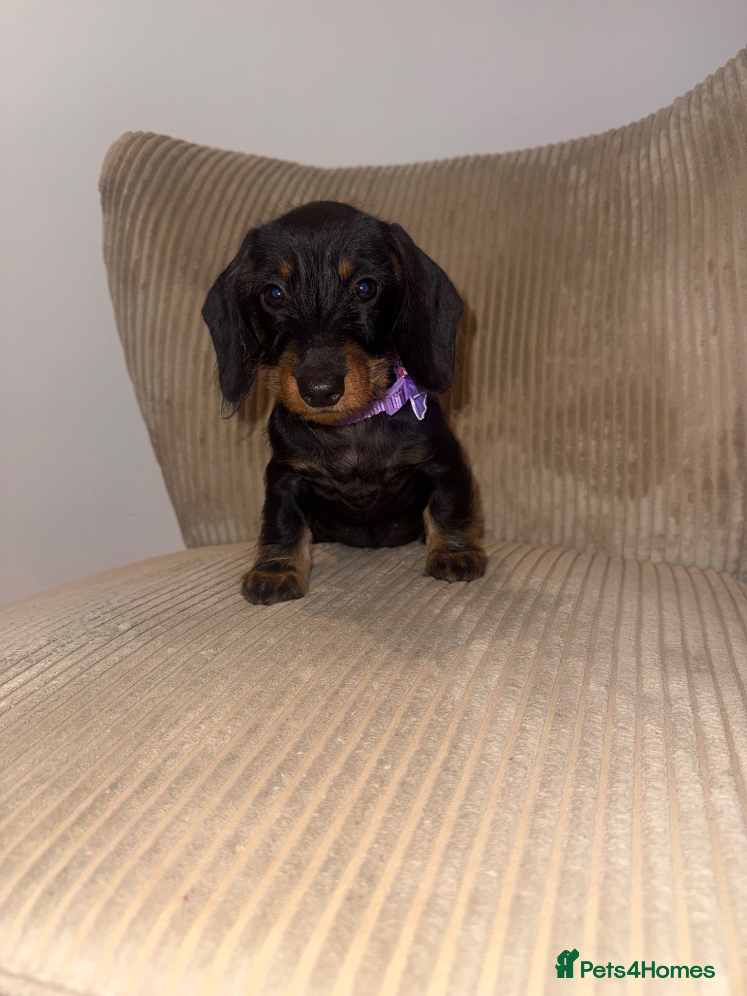 Miniature Dachshund dogs Miniature Wirehaired LAST GIRL READY NOW - Advert 8