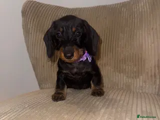 Miniature Dachshund dogs Miniature Wirehaired LAST GIRL READY NOW - Advert 8