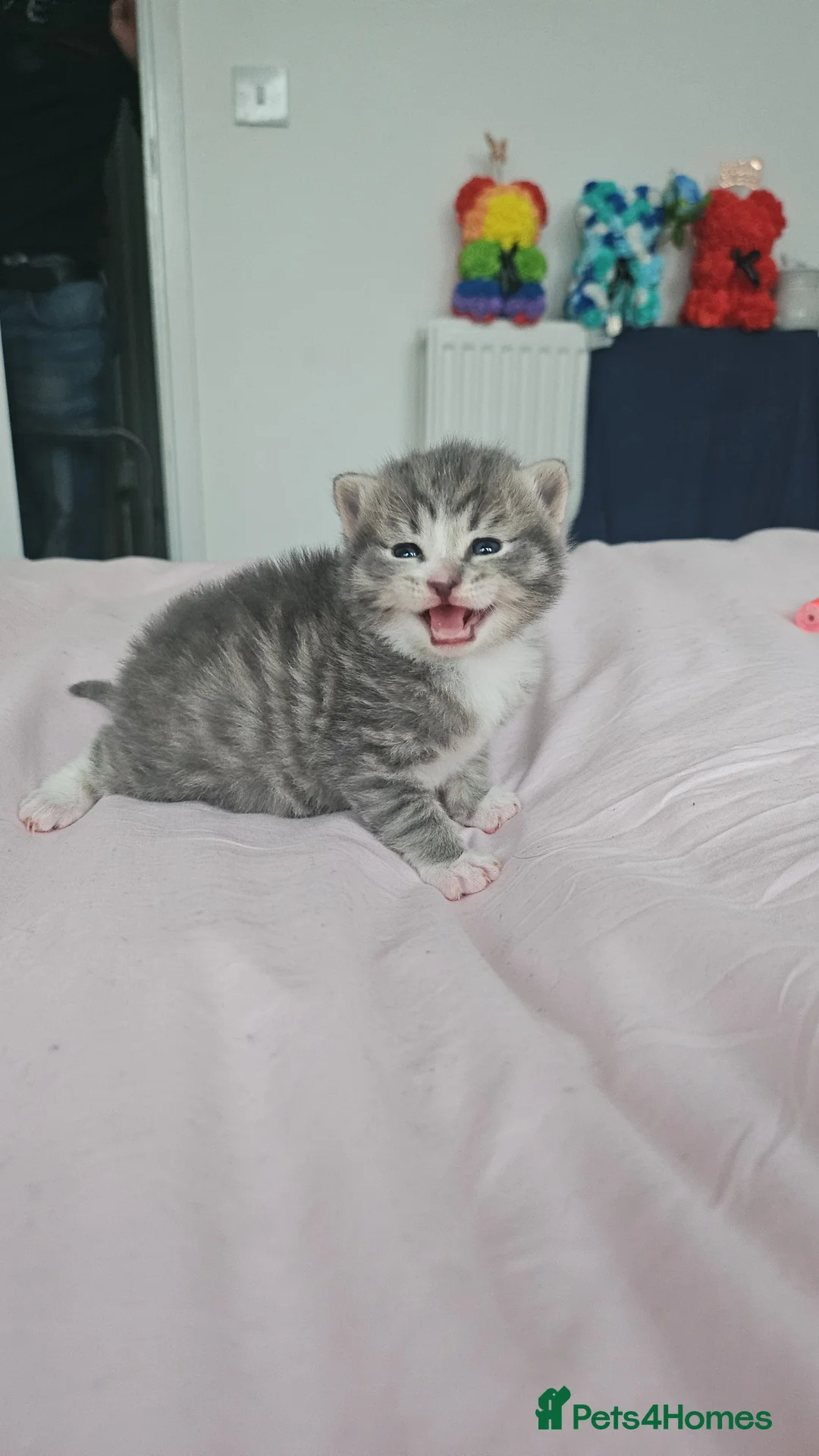 Mixed Breed cats for sale: 3 beautiful Kittens  in Milton Keynes - Advert 17