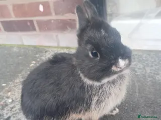 Netherland Dwarf rabbits Netherland dwarf baby rabbits ready now - Advert 9