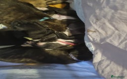 Mixed Breed dogs for sale: 3 boys left! Staff x Puppies  - Image 2