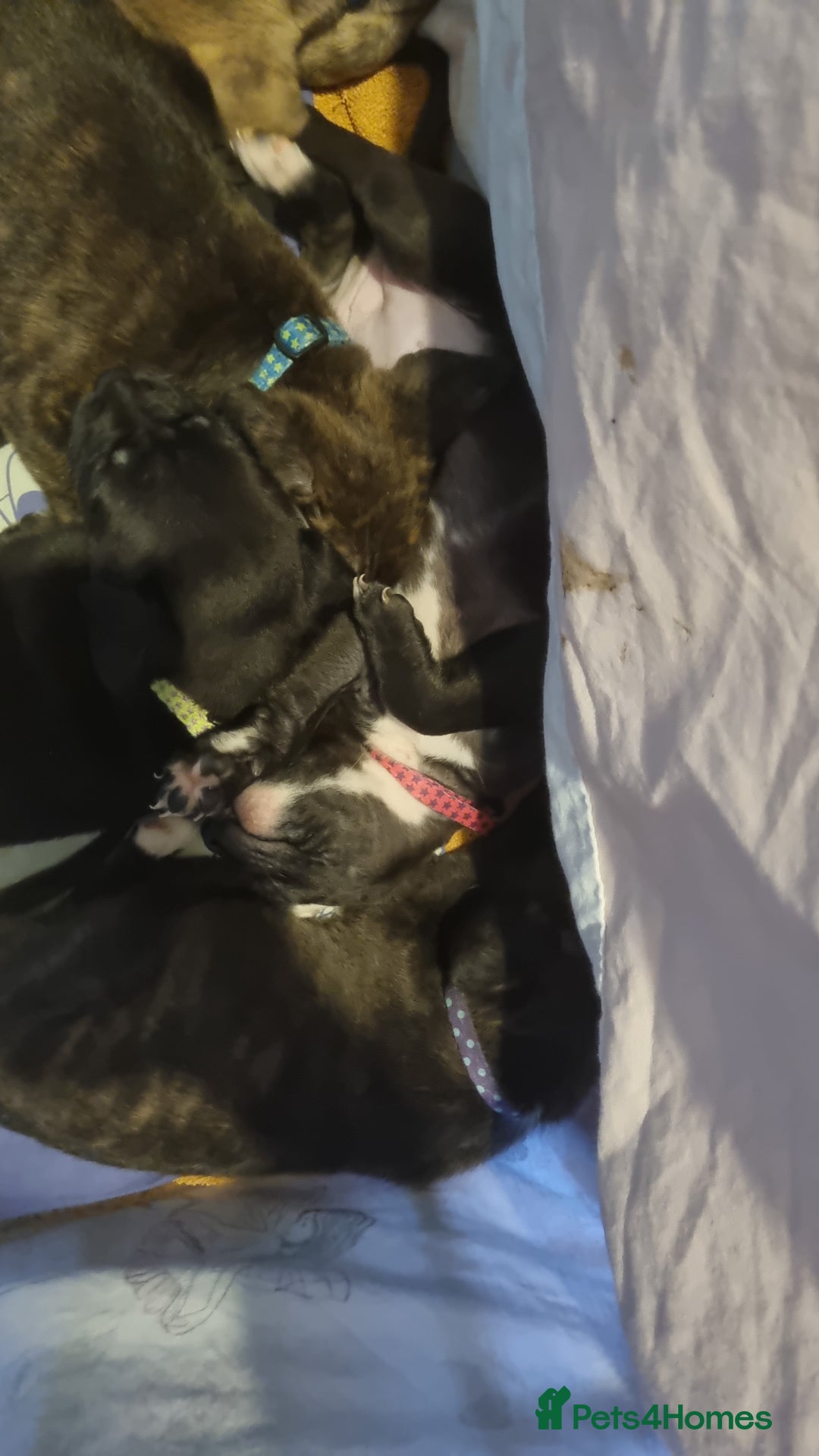 Mixed Breed dogs for sale: 3 boys left! Staff x Puppies  - Image 2