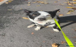 Border Collie dogs for sale: Billy 3 year old border collie - Image 11