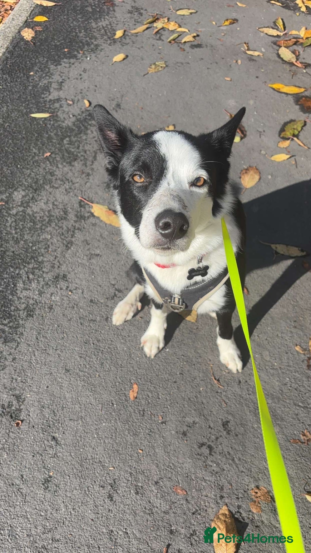 Border Collie dogs for sale: Billy 3 year old border collie - Image 11