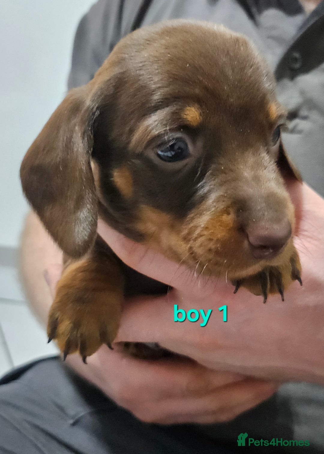 Dachshund dogs for sale: Dachshund (sausage dogs) - Advert 5