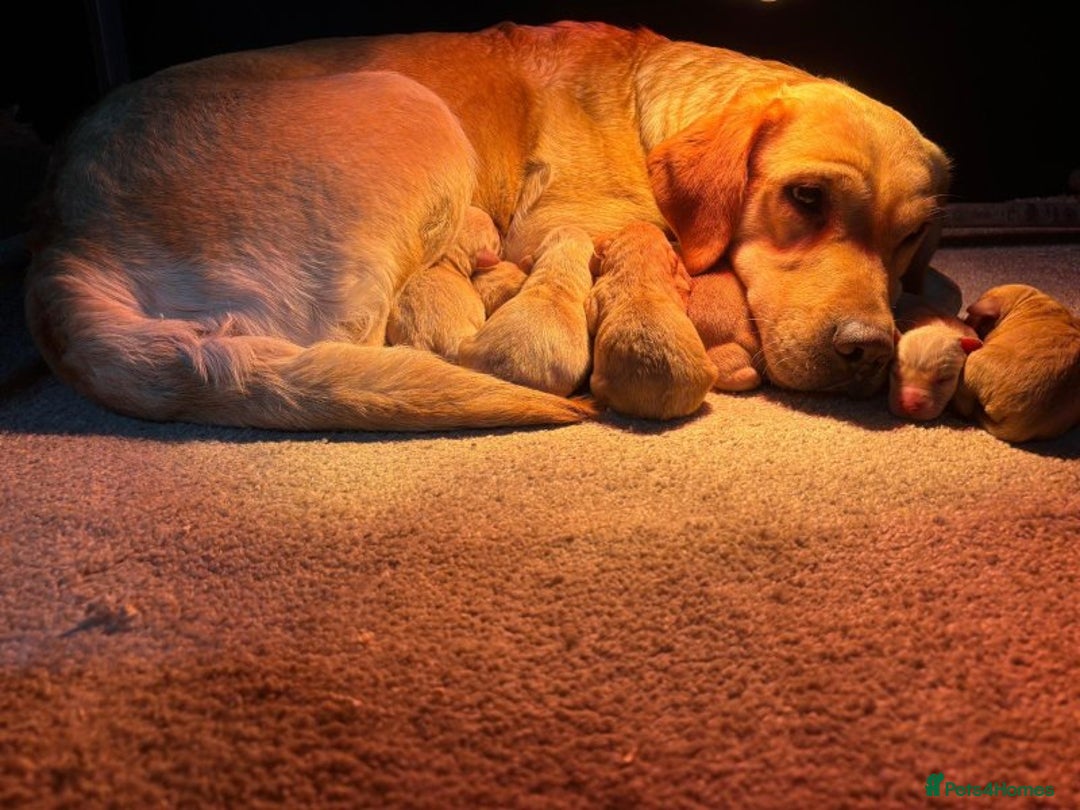Labrador Retriever dogs for sale: Smart Labrador Retrievers For Sale - Image 6