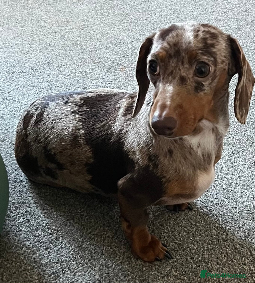 Miniature Dachshund dogs for sale: Kc pra clear Dachshund girl - Advert 3