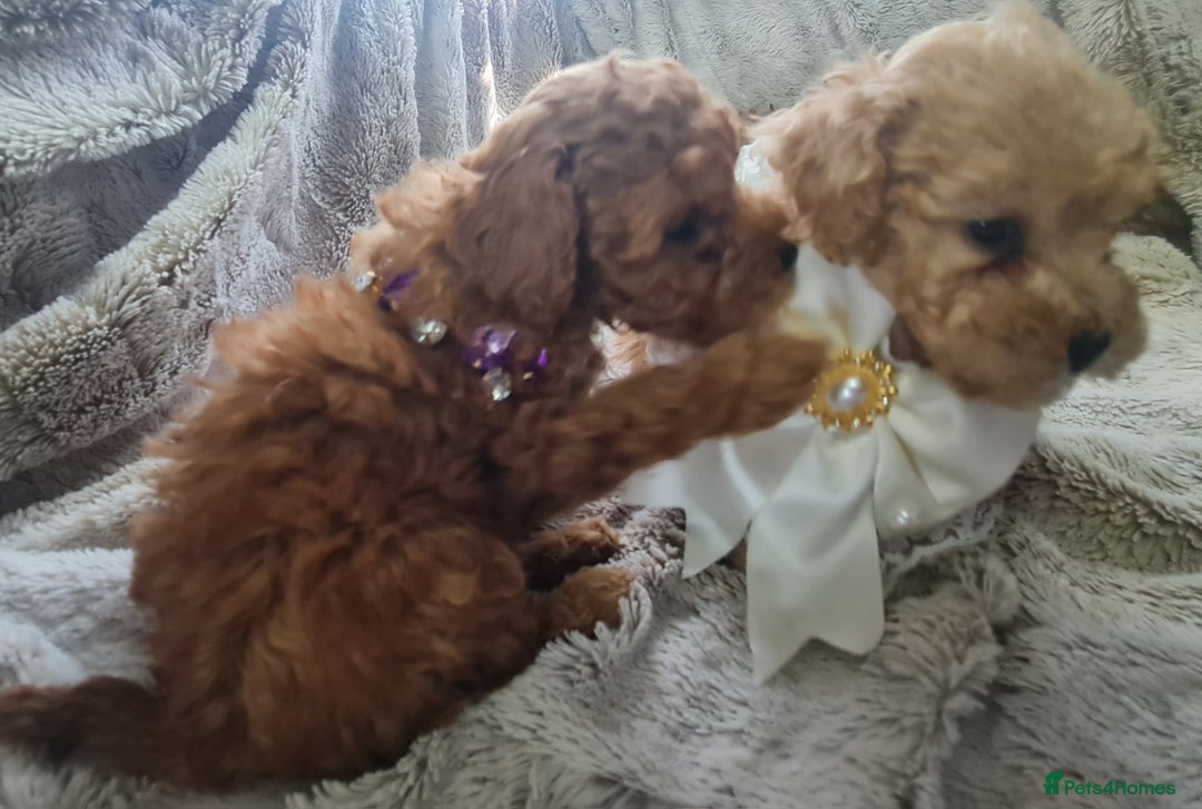 Toy Poodle dogs for sale: Tiny kc puppies,DNA&Genetic tested parents  - Image 9