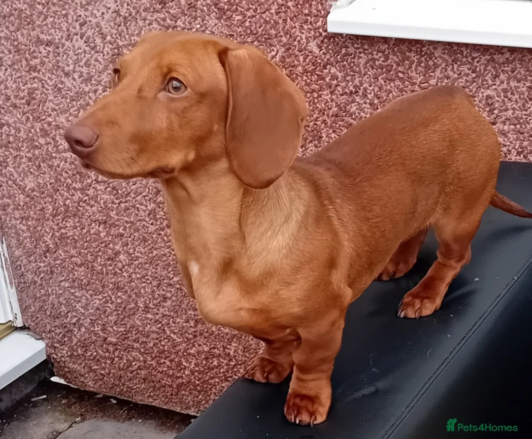 Dachshund dogs for sale: 8 month old beautiful William - Advert 2