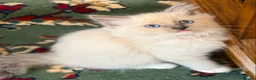 Ragdoll cats for sale: 🐾 Ragdoll Kittens 🐾 - Advert 5