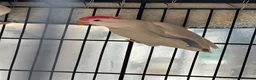 Lovebirds birds for sale: Pale Fallow Lovebirds  - Advert 10