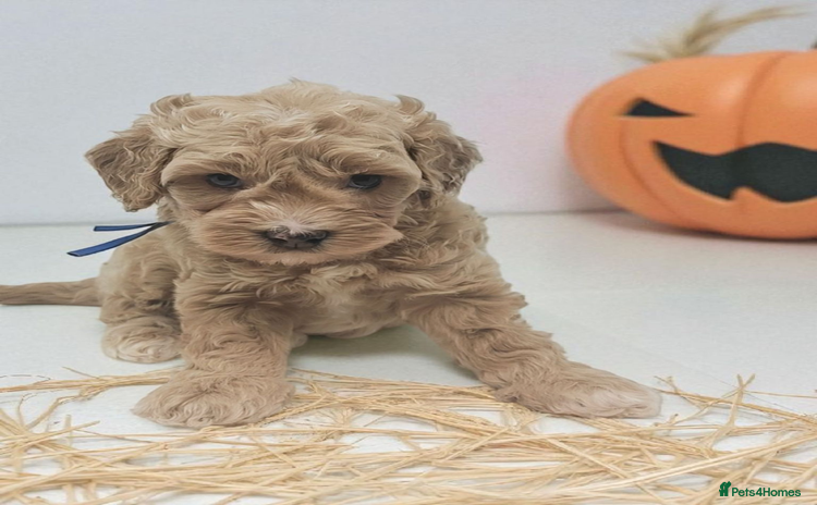 Cavapoo dogs - Advert 7