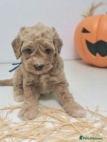Cavapoo dogs - Advert 1