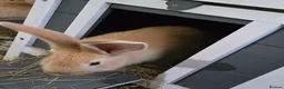 Continental Giant rabbits for sale: German Giants  - Advert 3