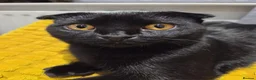 Scottish Fold cats for sale: Scottish fold - Advert 3