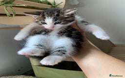 Mixed Breed cats for sale: Mixed breed Kittens  - Image 6
