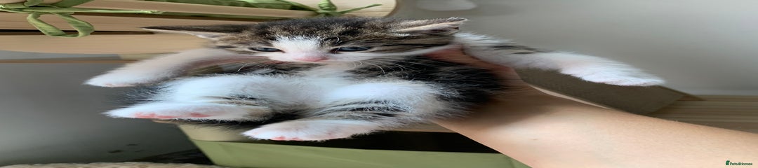 Dark Pink Collar, Tabby and White, Boy 5