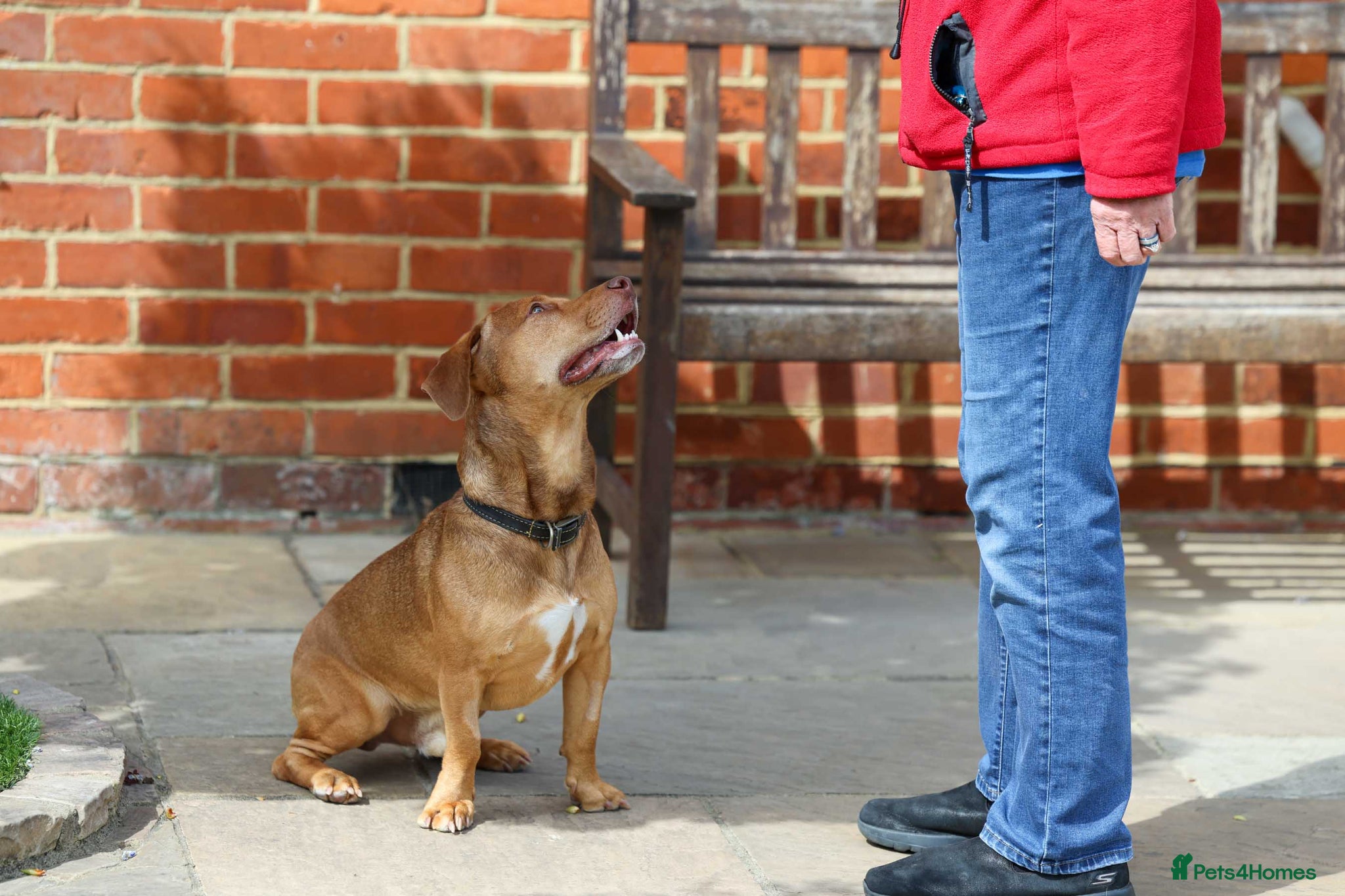 Mixed Breed dogs Short Oso - Advert 2