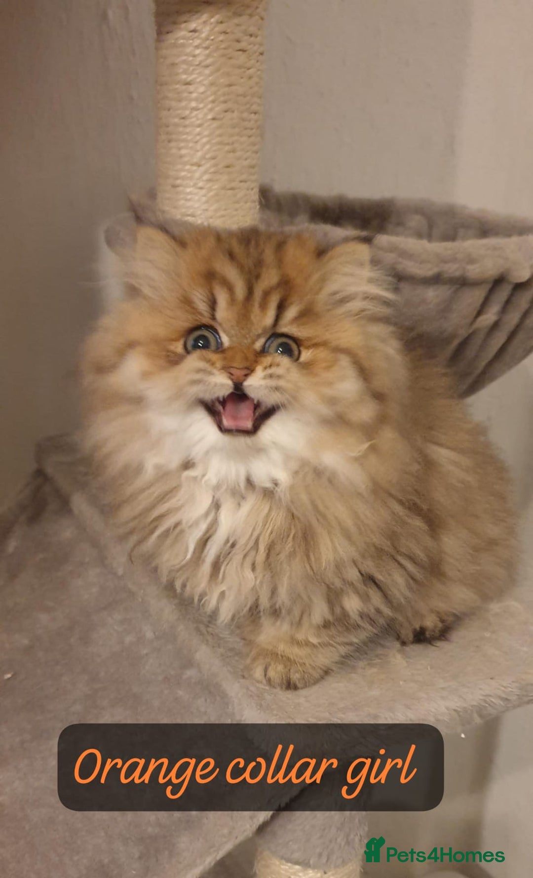 Persian cats for sale: 💖Beautiful Pedigree Chinchilla Persian Kittens. - Advert 15