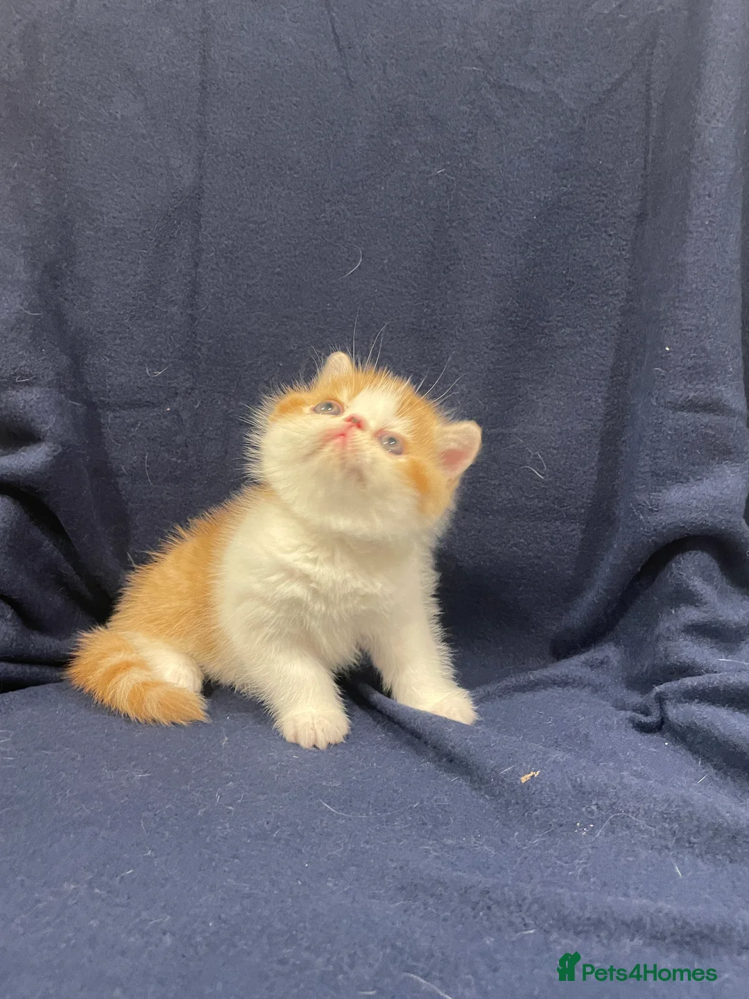 Exotic cats for sale: Gorgeous GCCF registered Exotic Shorthair kittens - Advert 8