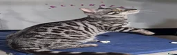 Bengal cats for sale: Stunning Silver TICA reg kitten - Advert 12