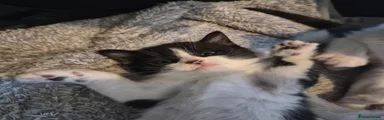 Mixed Breed Kitten 2