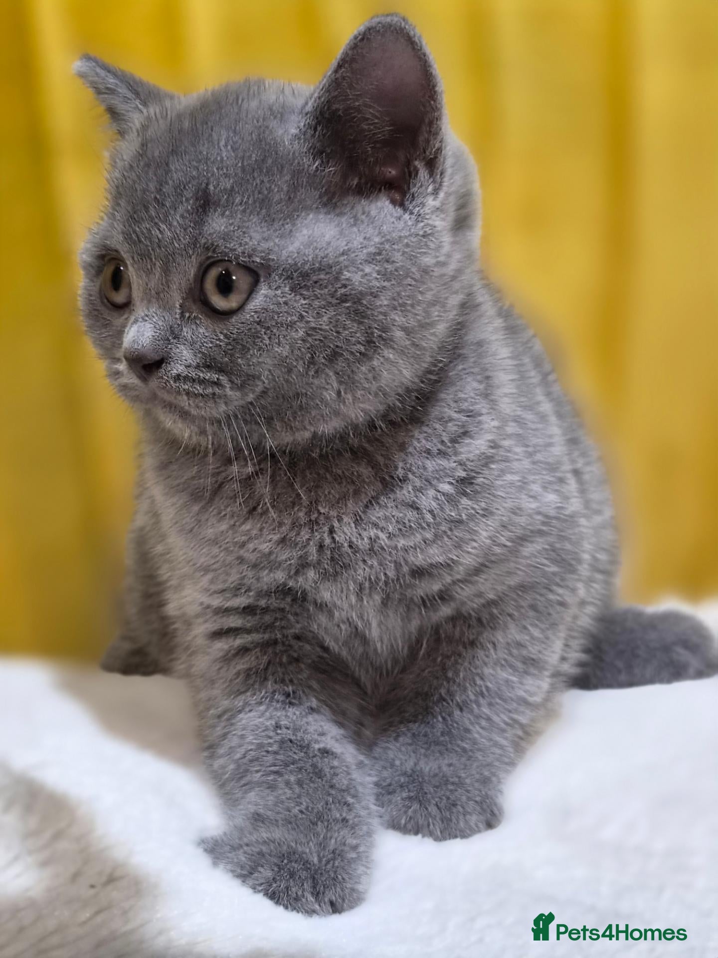 British Shorthair cats Exceptional pedigree British shorthair kittens  😻 - Advert 2