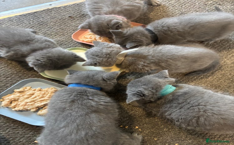 British Shorthair cats - Advert 10