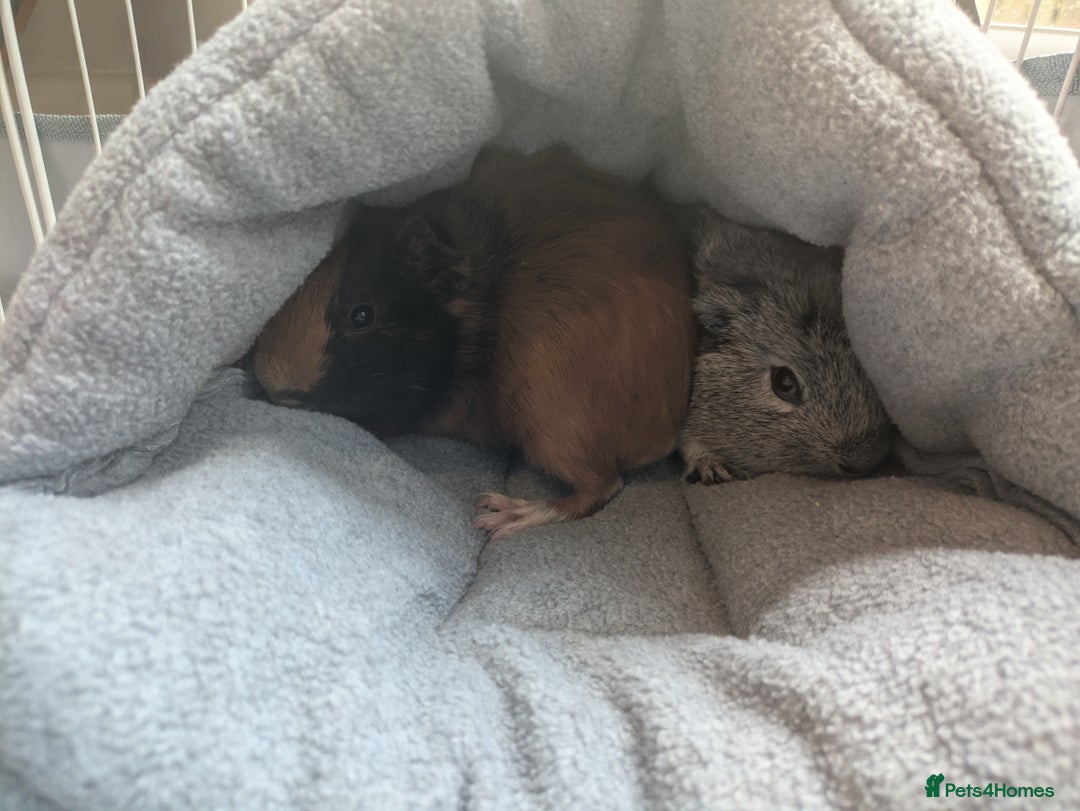 Guinea Pig rodents for sale: 2 male guinea pigs and cage + run+ accessories - Image 3