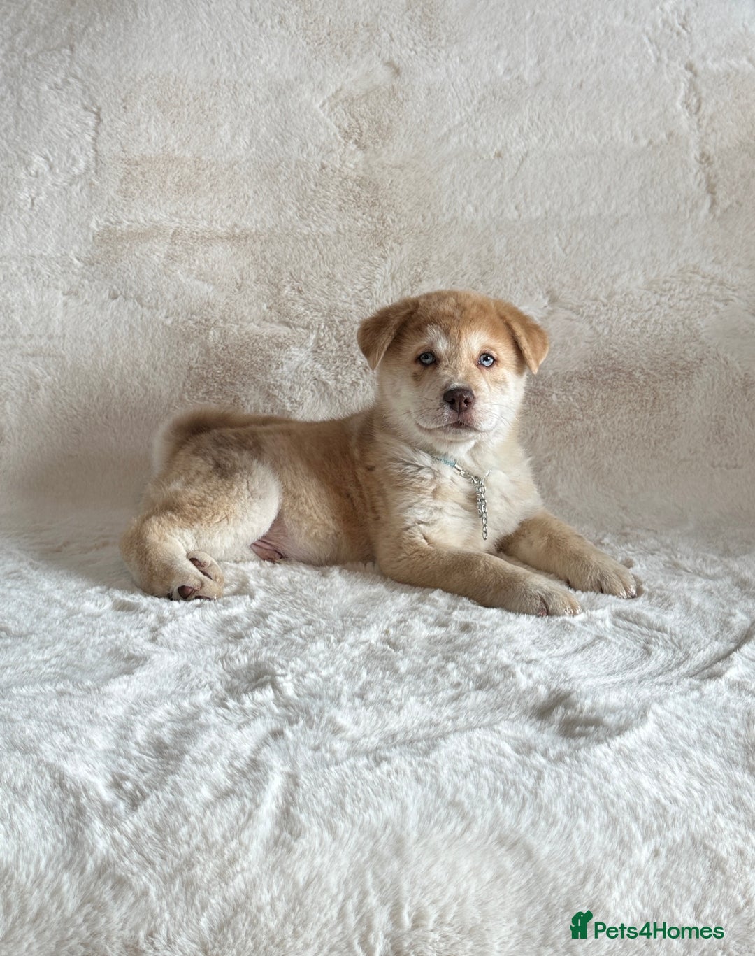 Chow Chow dogs for sale: Chocolate Merle blue eyed chowsky male puppy  - Image 5