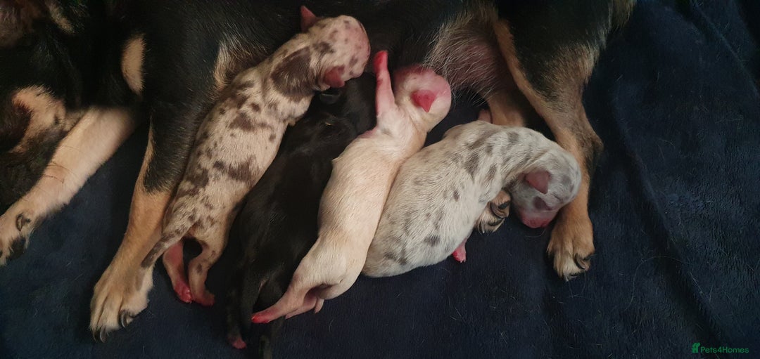 Chihuahua dogs for stud: Chocolate Merle chihuahua stud - Image 4