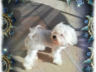 Shih Tzu dogs in Blackpool - Advert 23