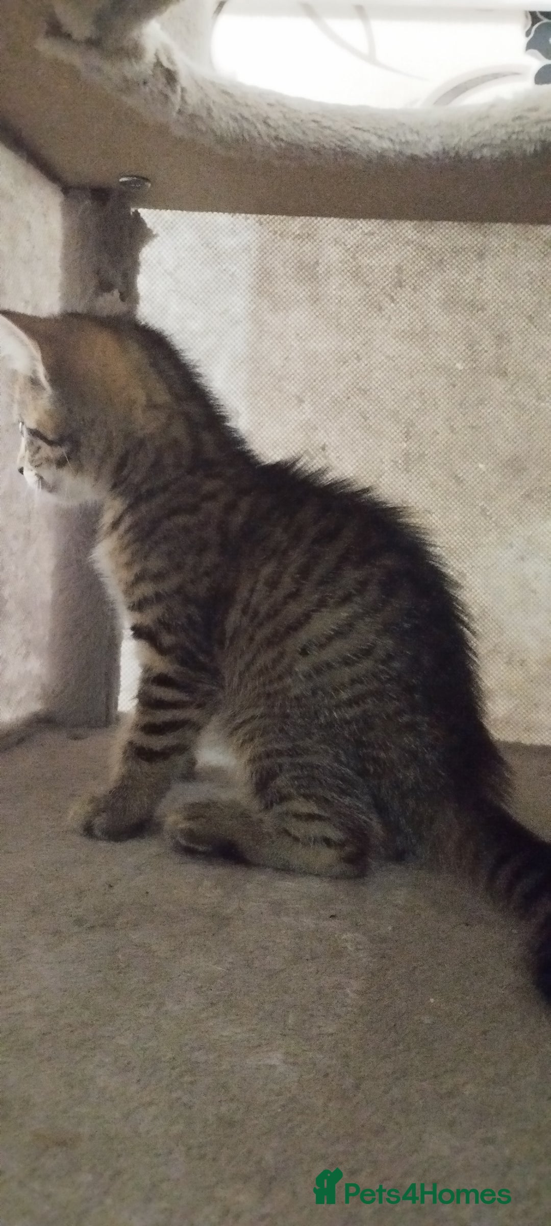 British Shorthair cats for sale: Lovely cute kittens search new homes  - Advert 5